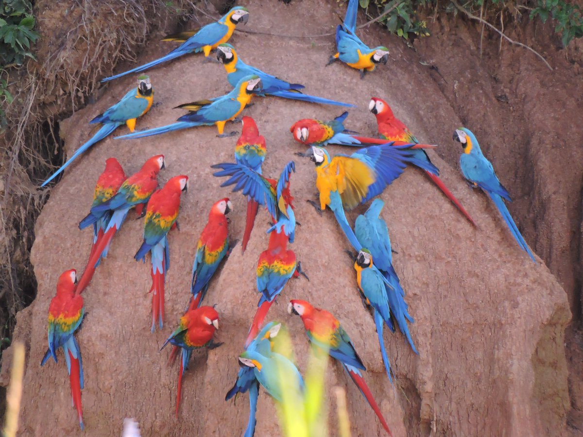 Tambopata, santuario de Perú con mayor biodiversidad del planeta