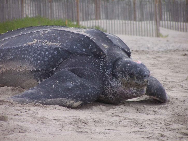 video-viral-tortuga-gigante-arrastra-mar-playa-mexico-historia-real