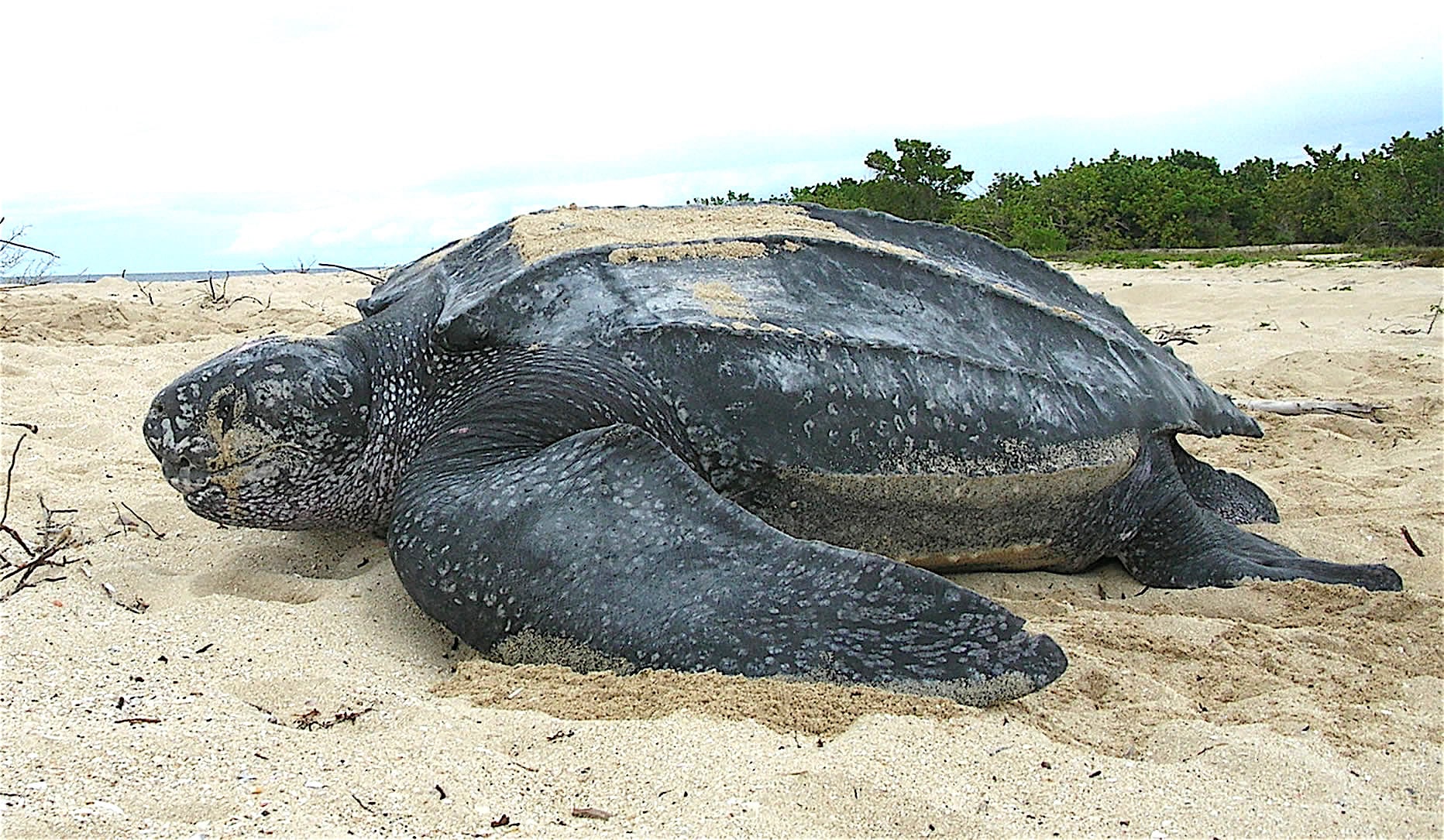 video-viral-tortuga-gigante-arrastra-mar-playa-mexico-historia-real