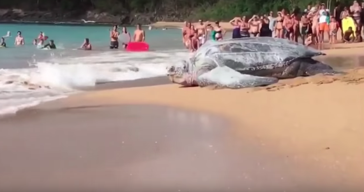 La conmovedora historia detrás del video viral de la tortuga gigante
