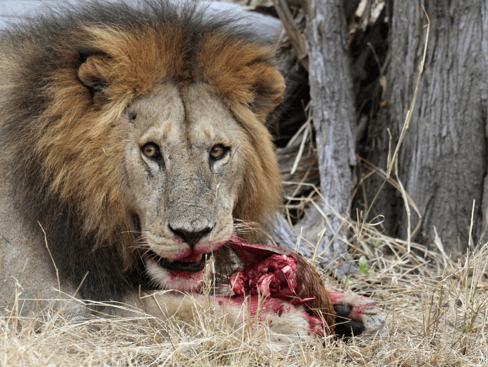 Leones comen tres cazadores mutilar a rinocerontes