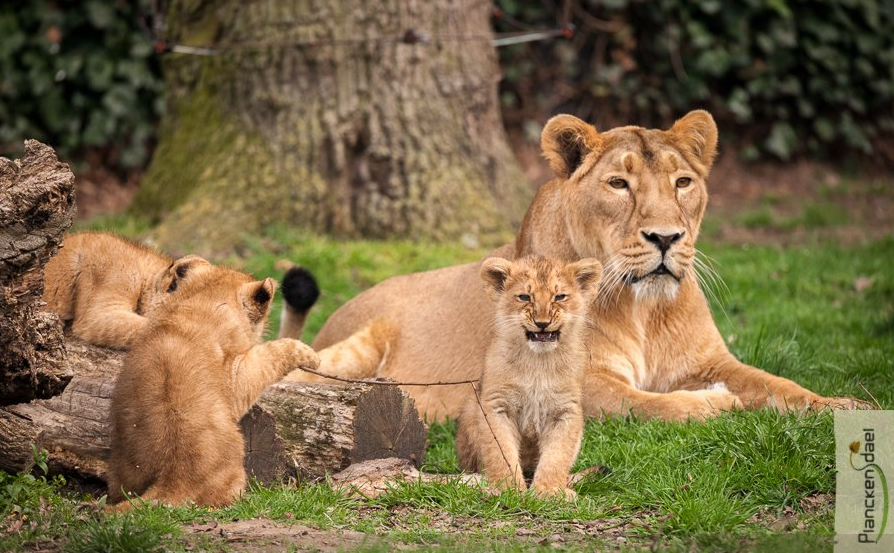 Abaten a leona que escapó de zoológico en Bélgica