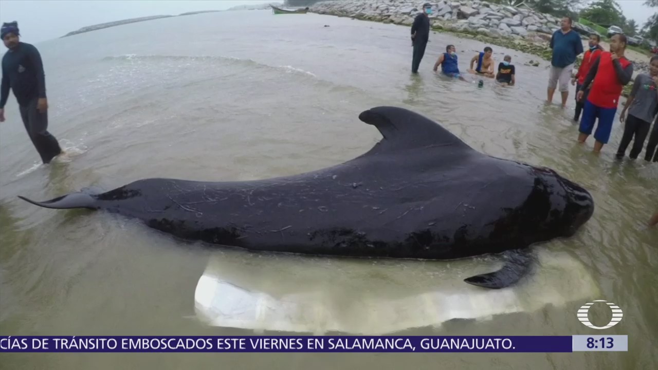 Muere ballena por comer plástico desechado en el mar