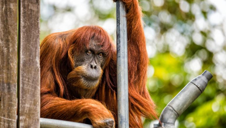 Muere en un zoo australiano la orangutana más vieja