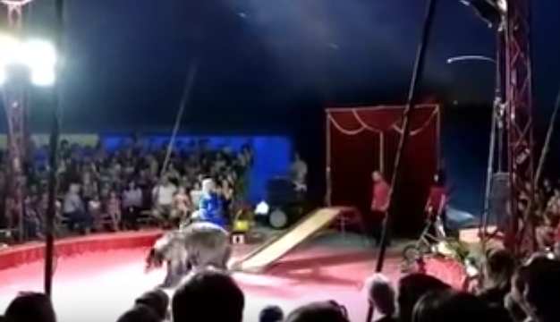VIDEO: Oso ataca ferozmente a un empleado de circo