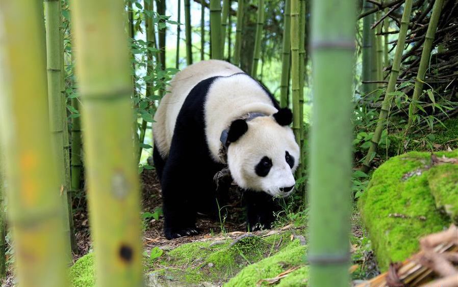 Panda gigante ‘visita’ el pueblo de Sichuan, China