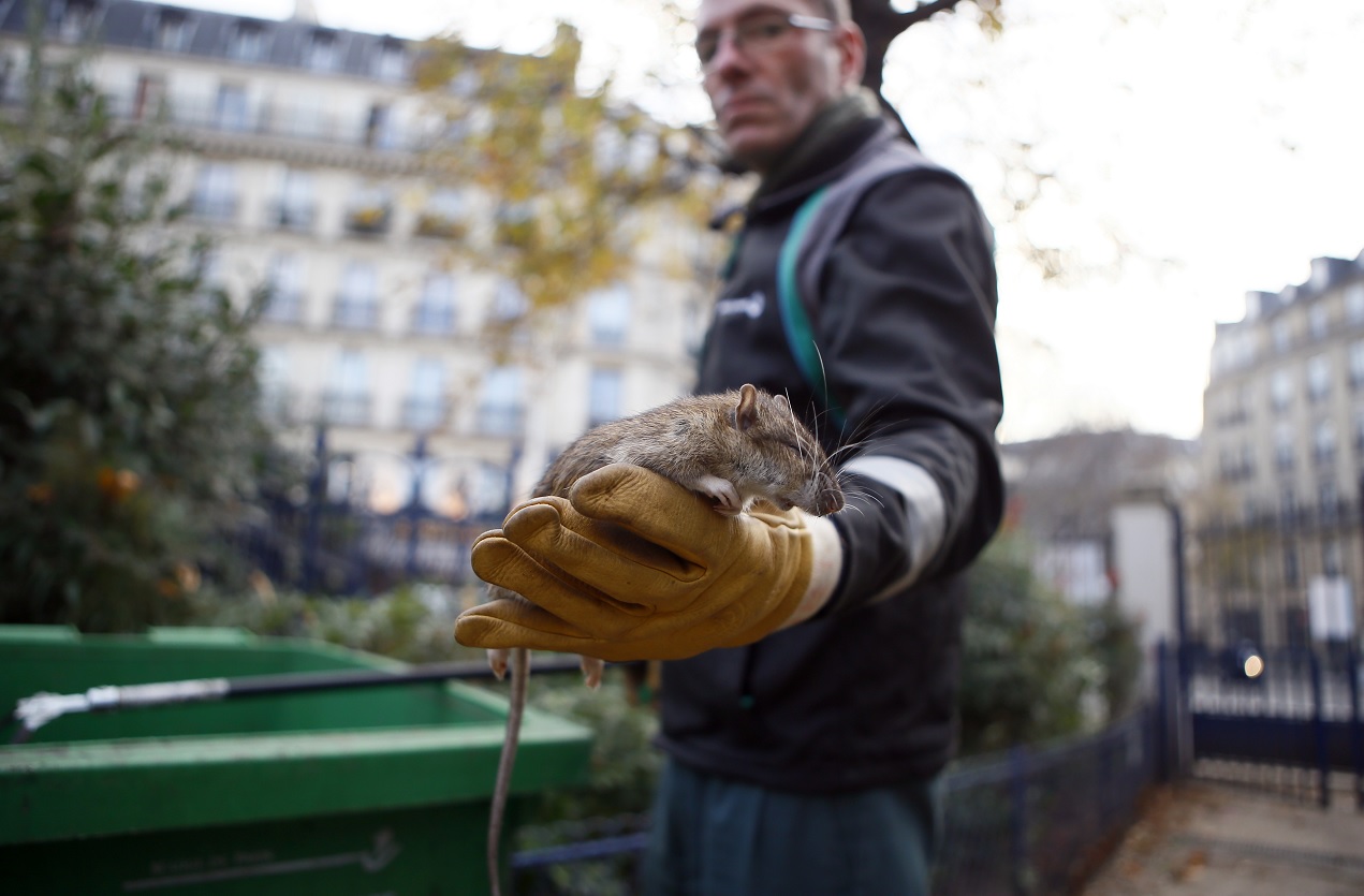 París lanza página web para ‘denunciar’ una rata