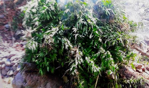 Destruyen más de tres mil plantas de marihuana Guadalajara