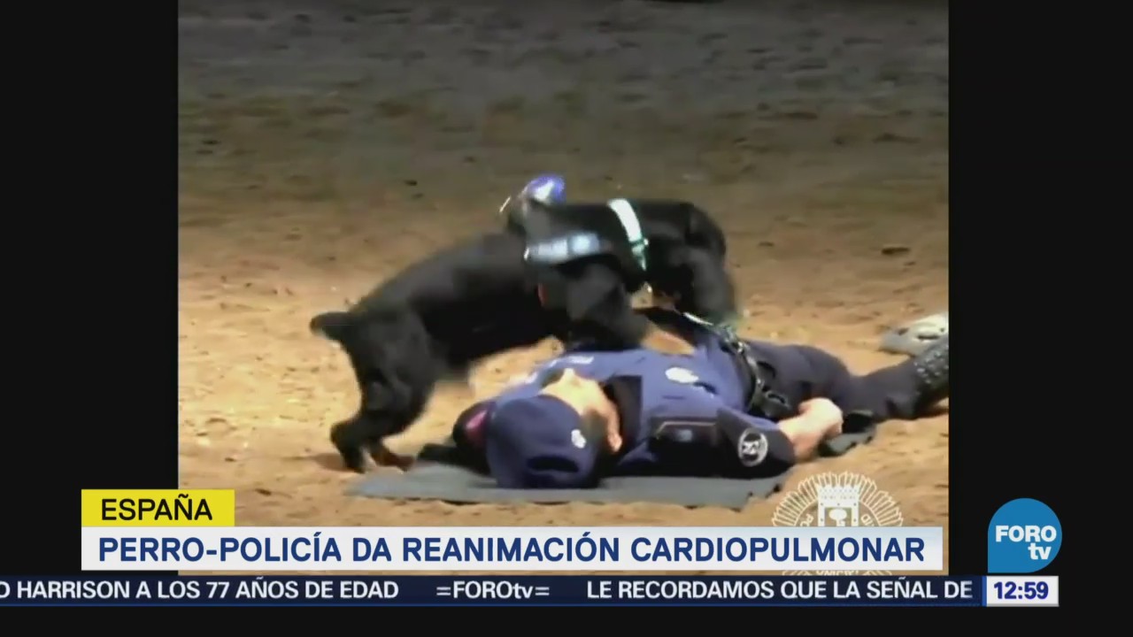 Policía de Madrid presenta a perro que da reanimación cardiopulmonar