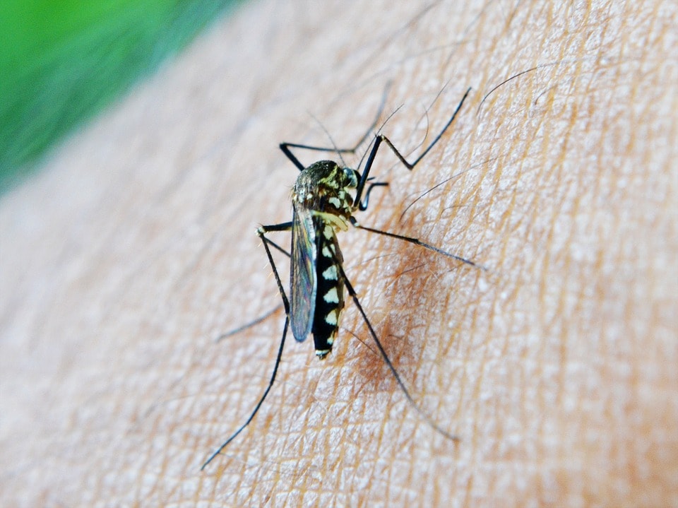 Sinaloa refuerza acciones contra zika, dengue y chikungunya