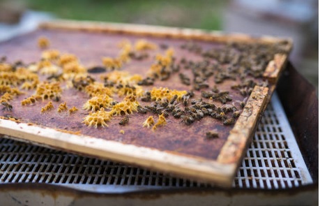 En riego, exportación de miel yucateca a Europa