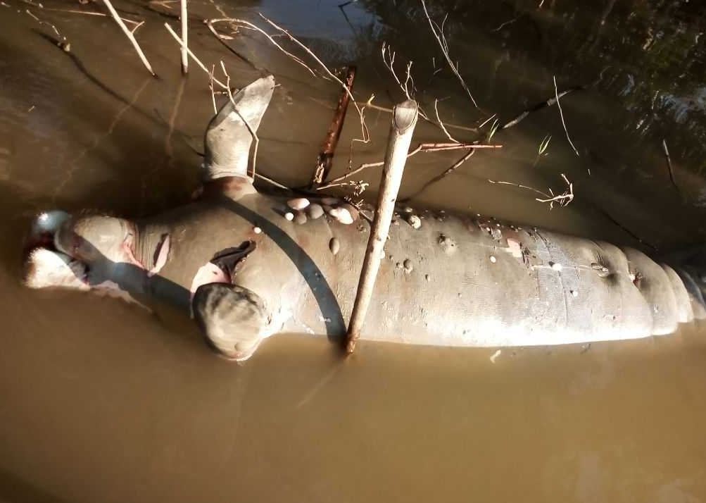 Hallan manatí muerto en Biosfera Pantanos de Centla, Tabasco