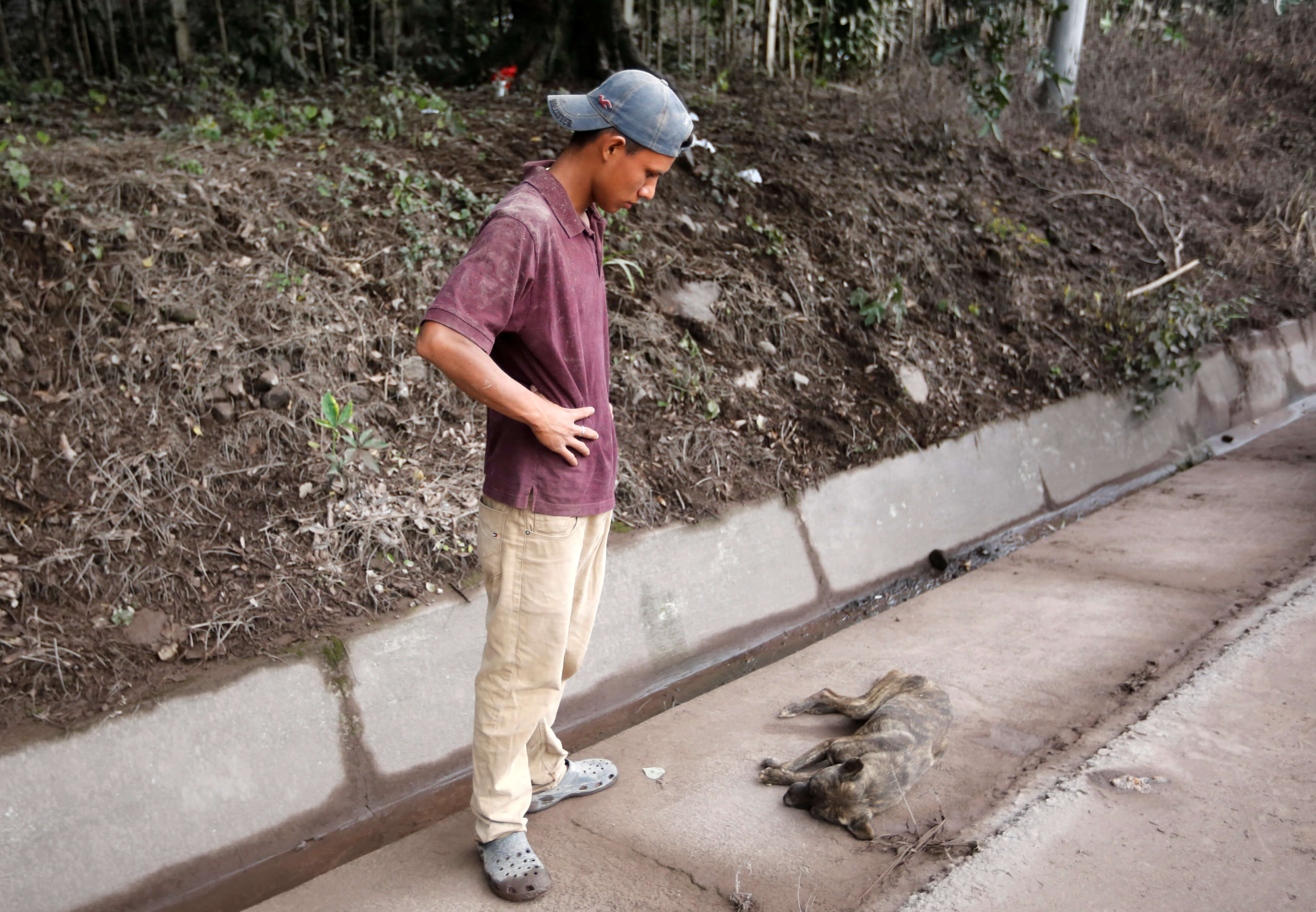 Rambo perro que sobrevivió Volcán Fuego Guatemala