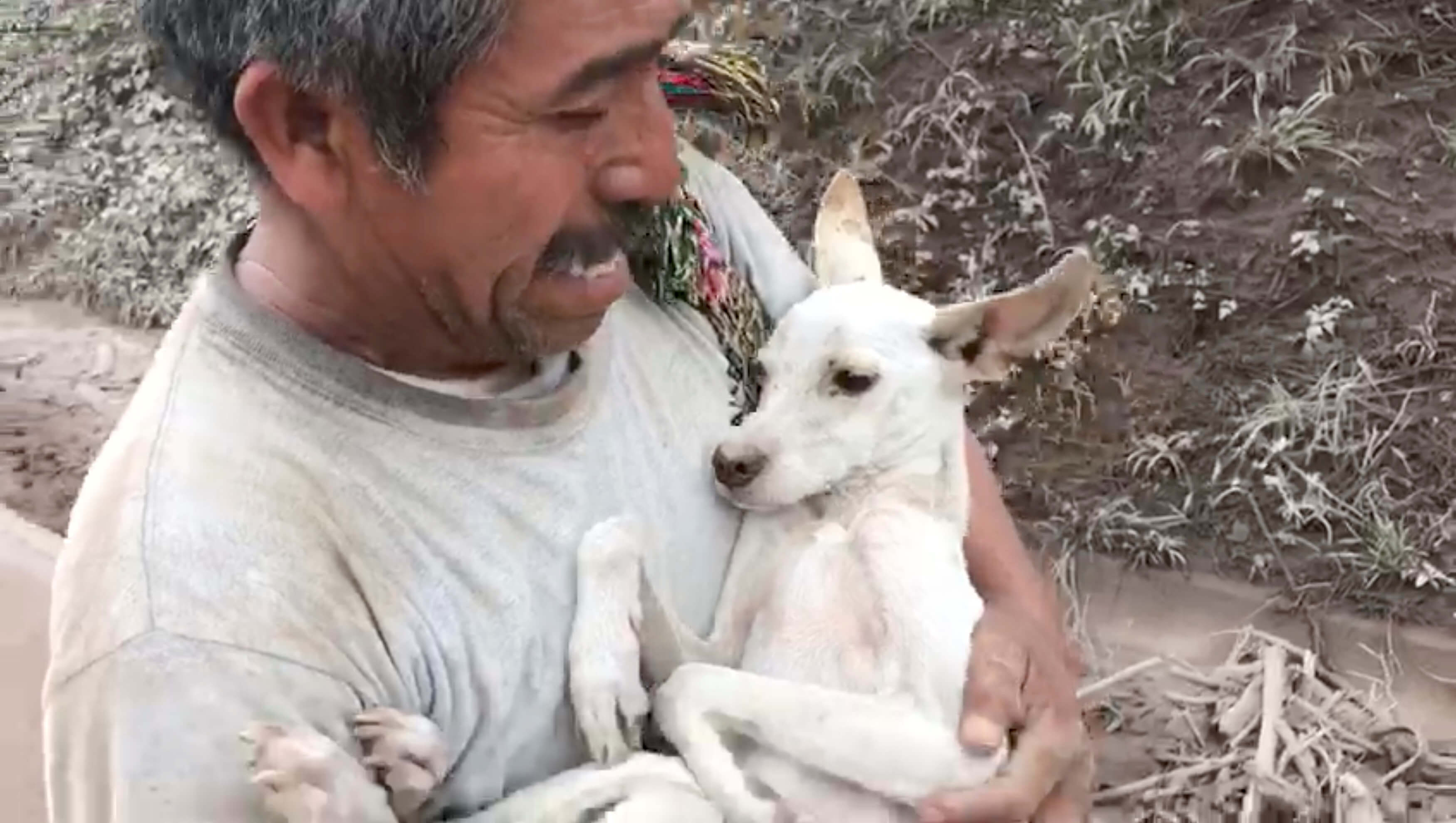 Rambo perro que sobrevivió Volcán Fuego Guatemala