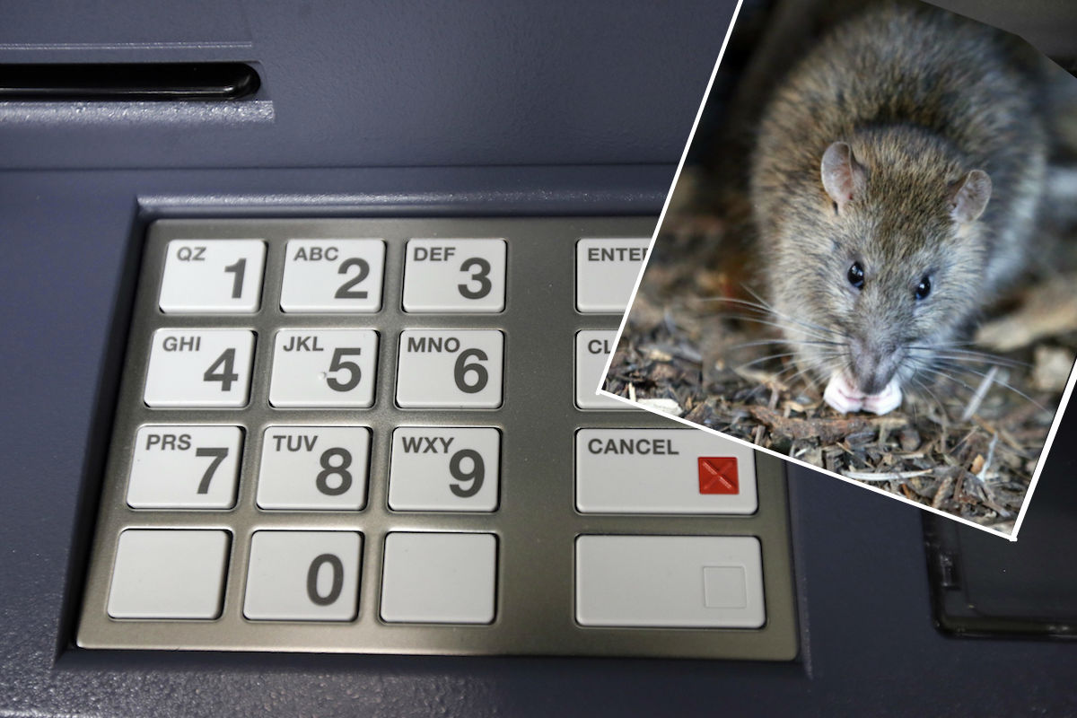Ratas se meten a cajero automático y se comen más de 350 mil pesos en billetes