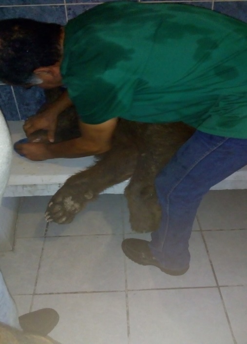 Rescata Profepa ejemplar de oso negro en Guerrero