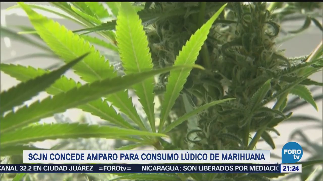 SCJN Concede Amparo Consumo Marihuana Forma Lúdica