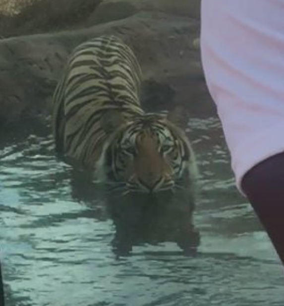 Tigre Intenta Atacar Visitante Zoológico, Tigre Ataca, Tigre Zoológico, Luisiana, Estados Unidos, Tigre