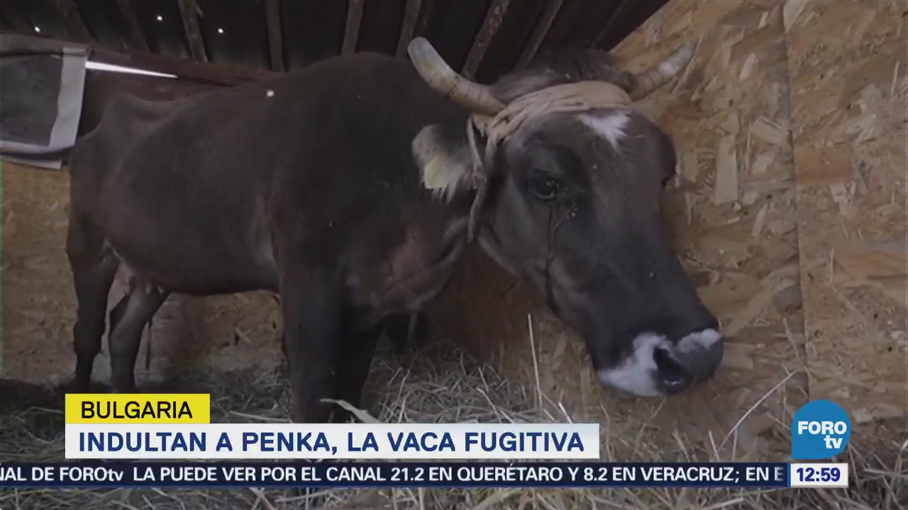 Vaca causa revuelo al fugarse de un establo en Bulgaria