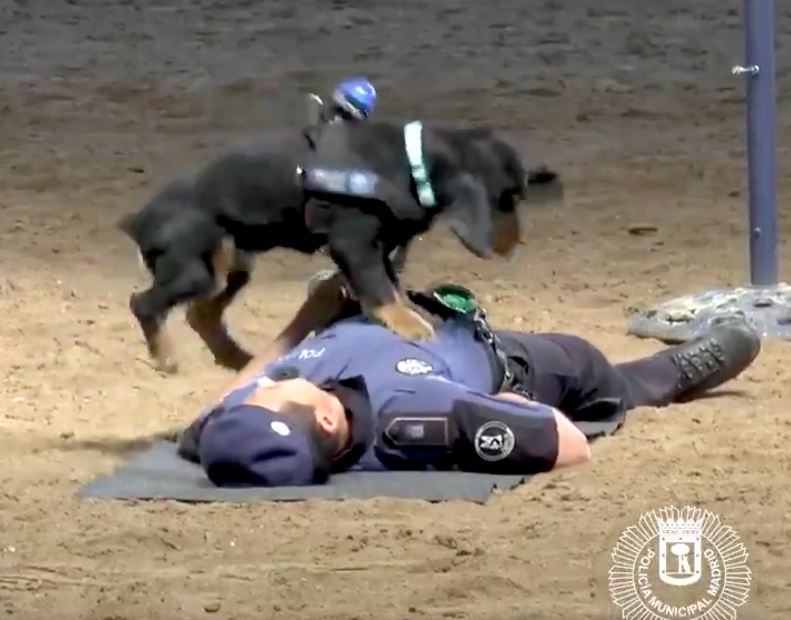 video-perro-aprende-reanimar-su-companero-policia-madrid-espana