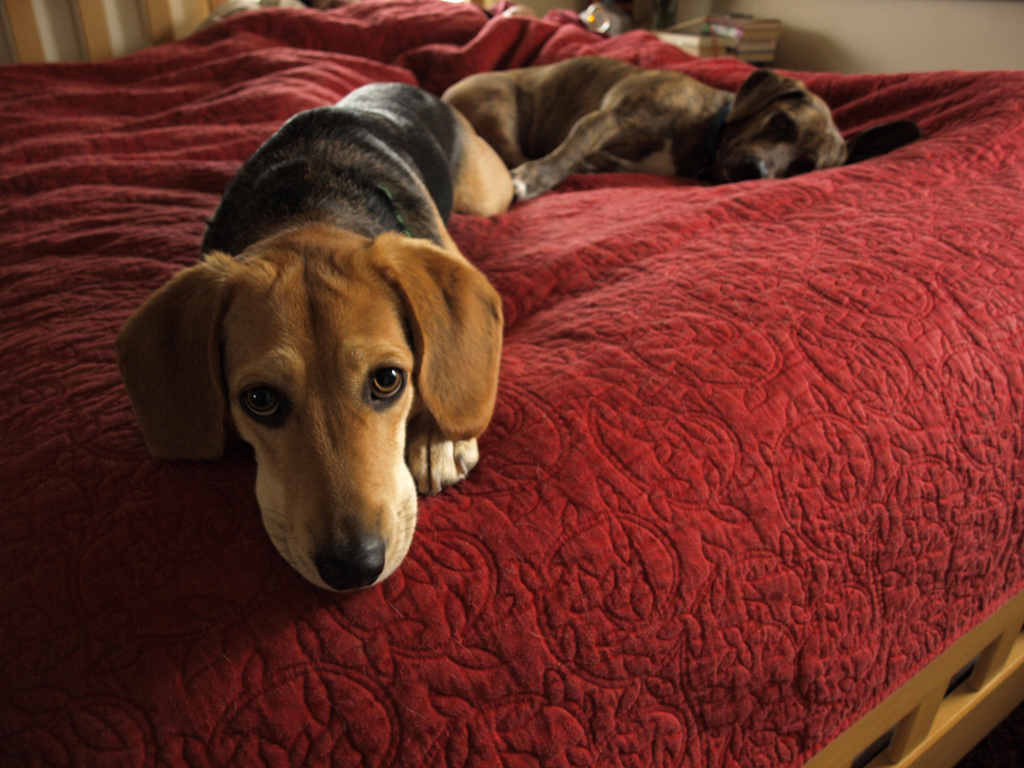 Cinco razones para dejar de dormir con tu mascota en la misma cama