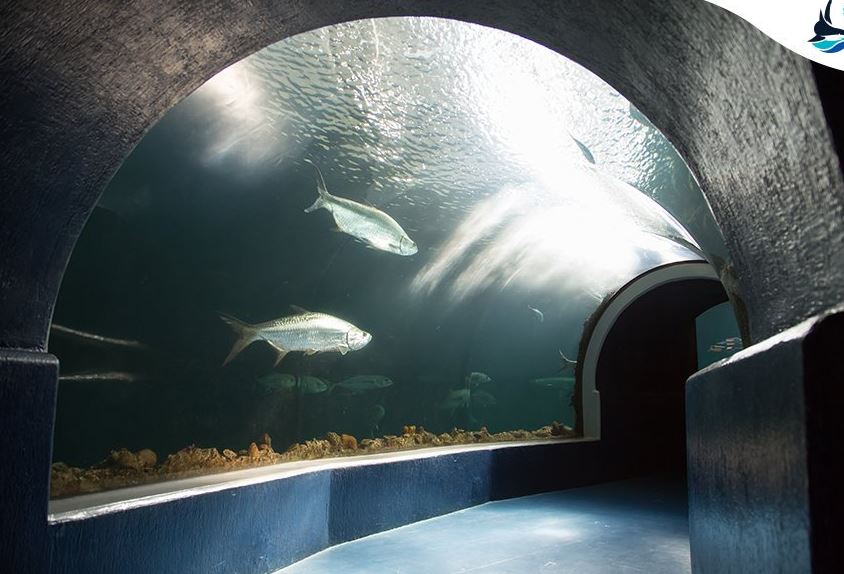 Veracruz cuenta con el acuario más grande de México