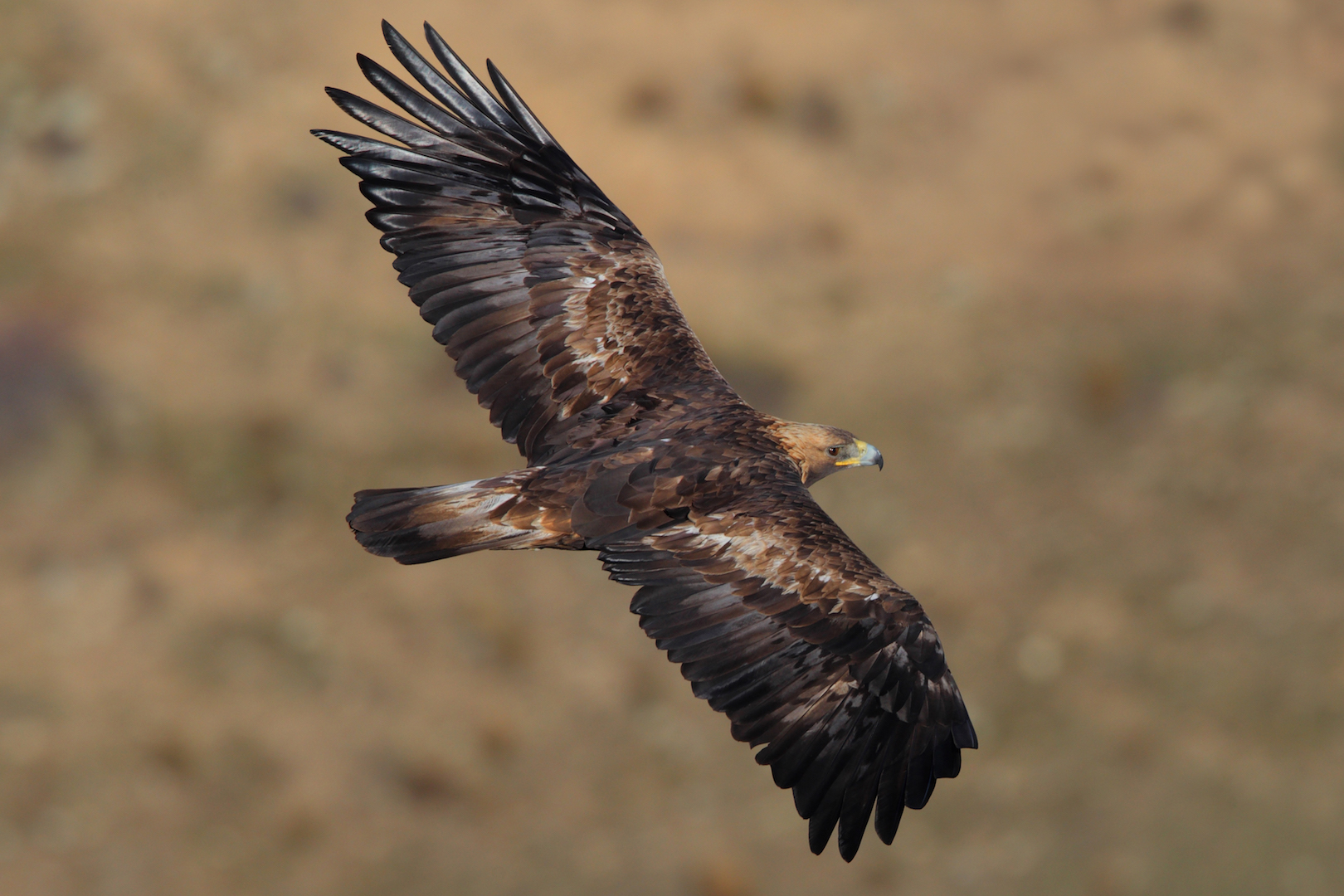 Video Aguila Ataca Niña, Ataques Aguilas, Ataques Animales, Ataques Aves, Aves, Kirguistan