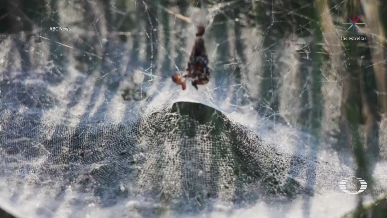 Arañas tejen telarañas en forma de domo