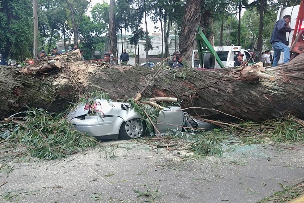 Caída de árbol en Naucalpan deja 4 muertos