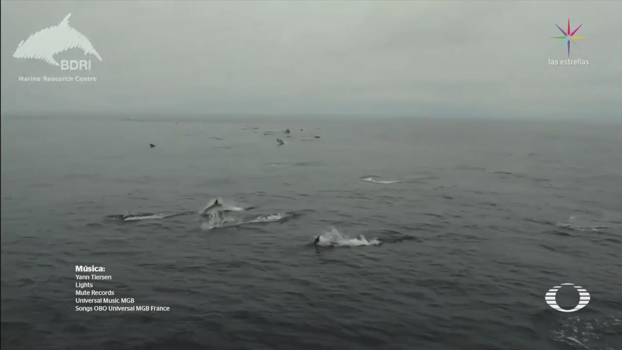 Avistan más de tres mil delfines en costas