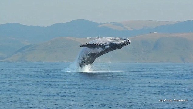 VIDEO: Una ballena gigante salta en el agua como un pequeño delfín