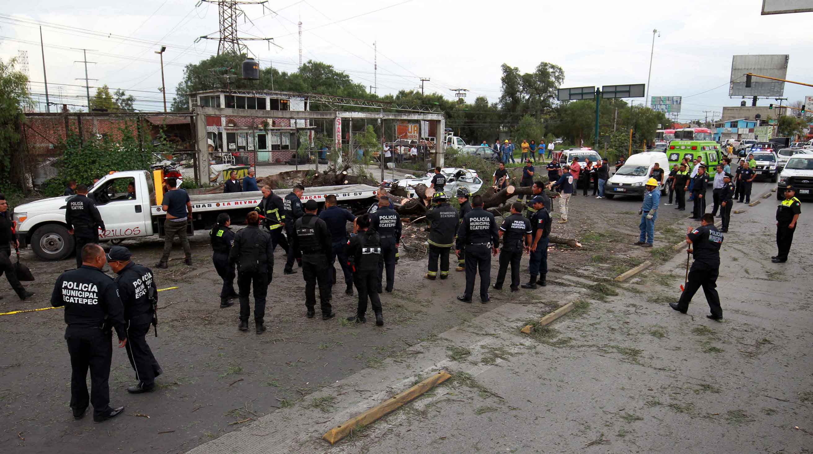 Muere automovilista por caída de árbol en Ecatepec, Edomex