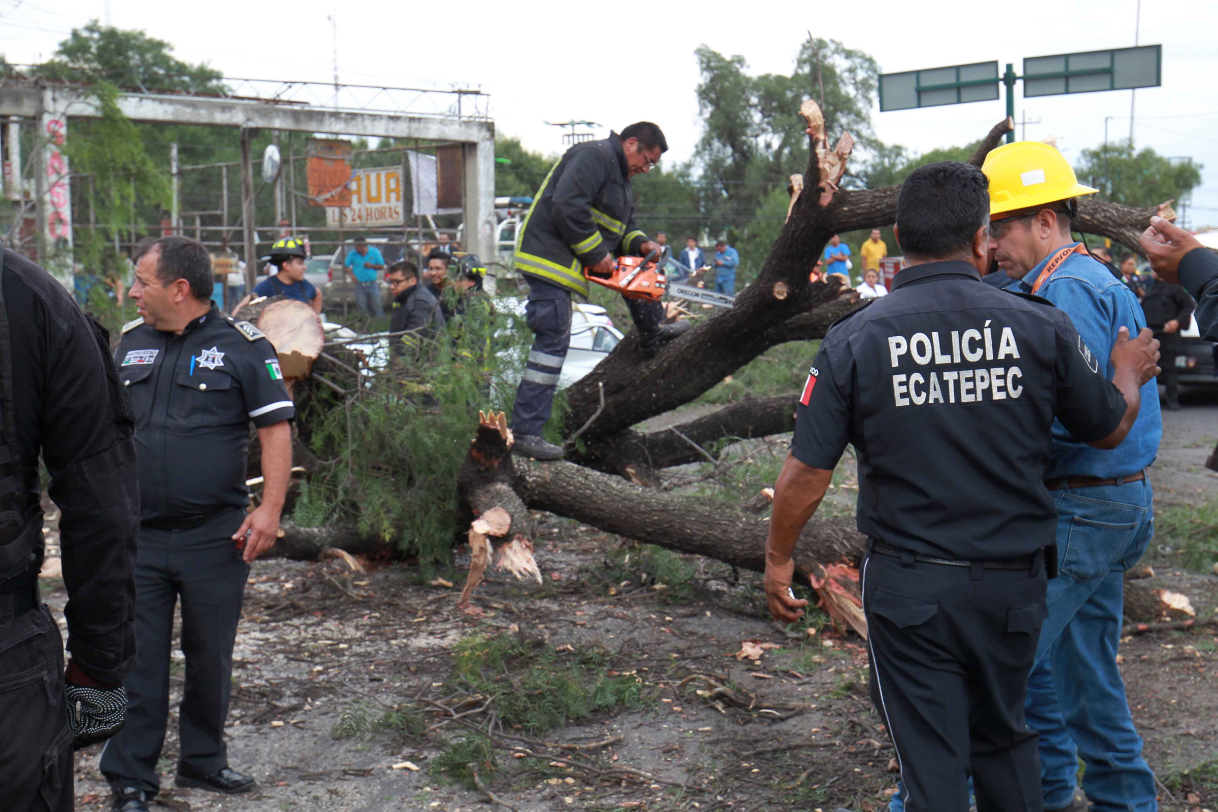 Muere automovilista caída de árbol en Ecatepec, Edomex