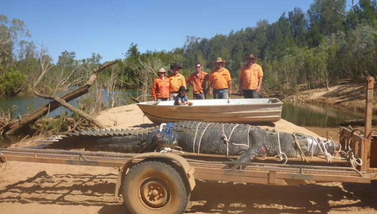 Capturan en Australia a un cocodrilo gigante de casi cinco metros