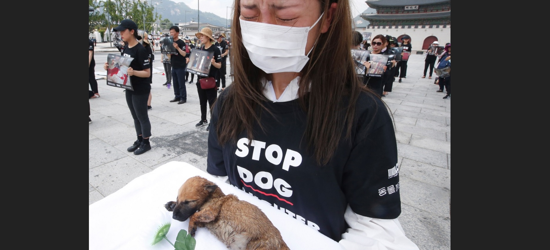 Animalistas Seúl; exigen terminar consumo carne perro