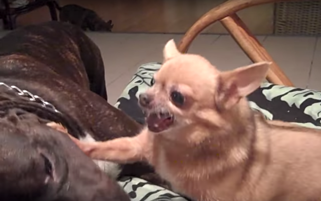 Perros Chihuahua Pitbull Agresivos Sondeo Dueños