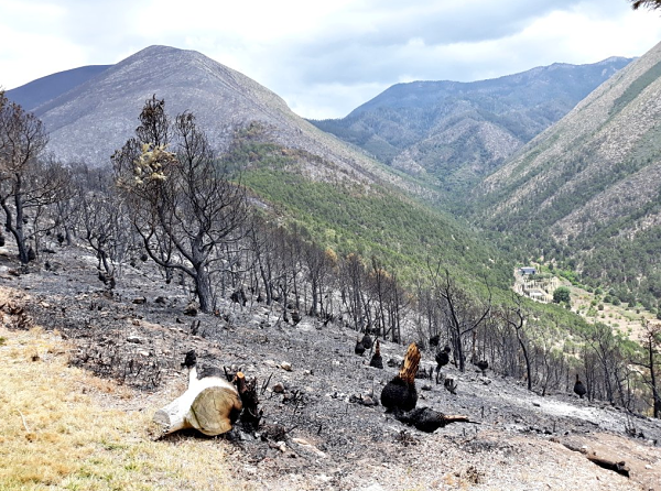 incendios forestales destruyen coahuila matorrales arbolado