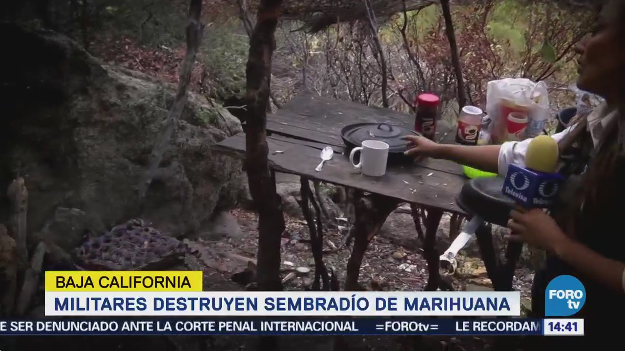 Militares Destruyen Sembradío Marihuana Baja California