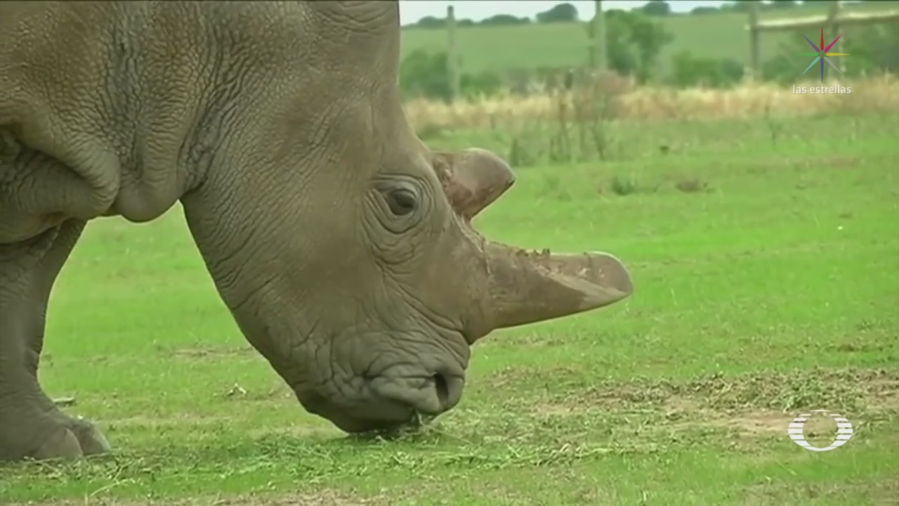 Cran embriones híbridos de rinoceronte