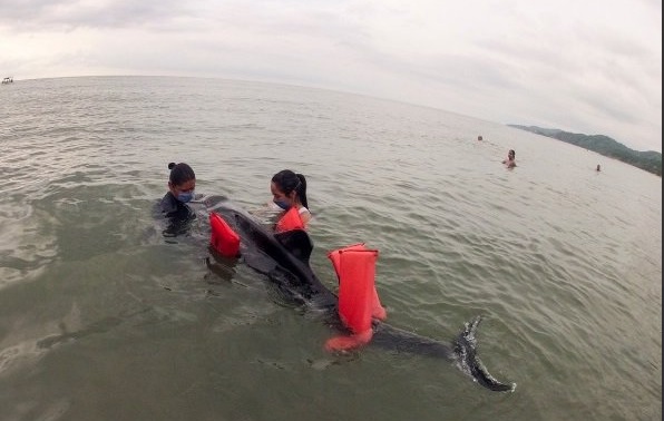 Profepa atiende varamiento de un delfín en Sayulita, Nayarit