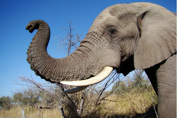 Elefante mata niño 8 años venganza tirarle piedras