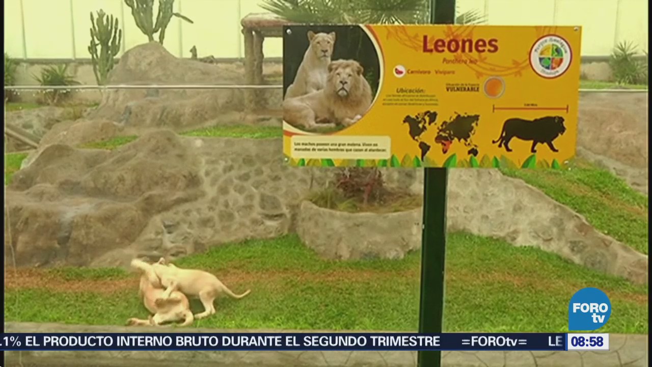Perú cachorros de león blanco