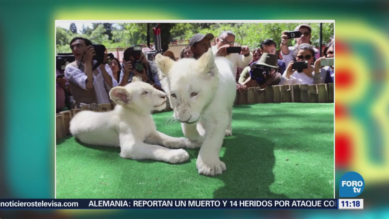 Nacen leones blancos gemelos en Tlaxcala