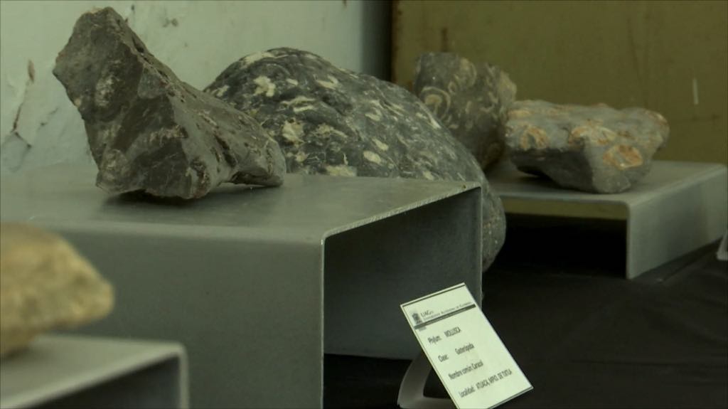 Exhiben fósiles recuperados en diversas regiones Guerrero