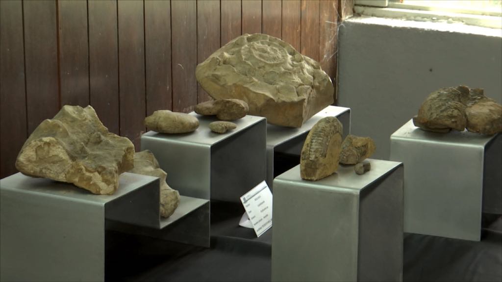 Exhiben fósiles recuperados en diversas regiones Guerrero