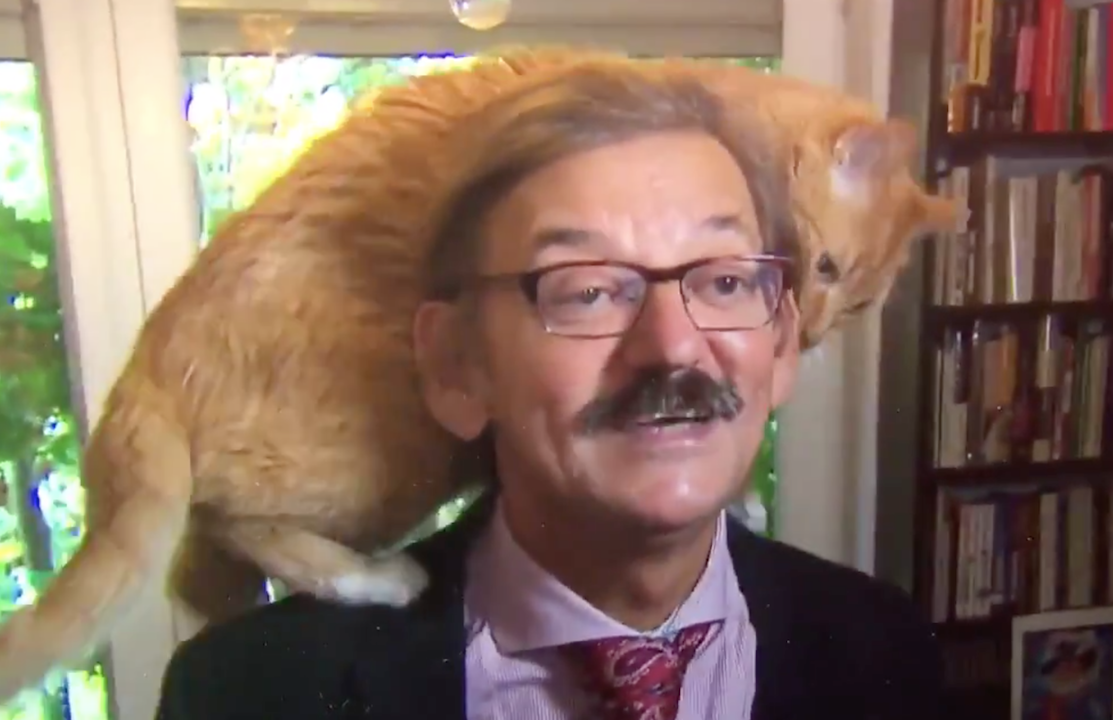 VIDEO: Gato interrumpe entrevista para la televisión y se hace viral