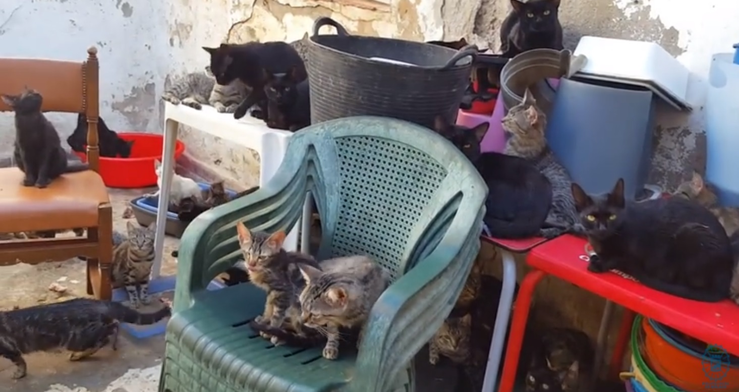 Rescatan a 101 gatos en una vivienda de 37 metros en España