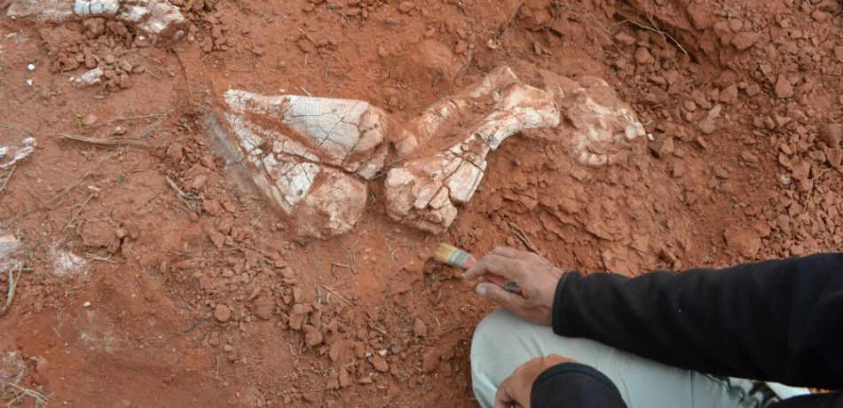 hallan-argentina-fosiles-primer-dinosaurio-gigante-tierra-paleontologia