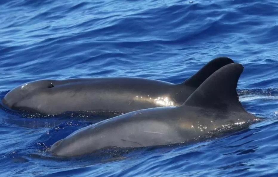 Científicos descubren el primer híbrido ballena-delfín cerca de Hawái