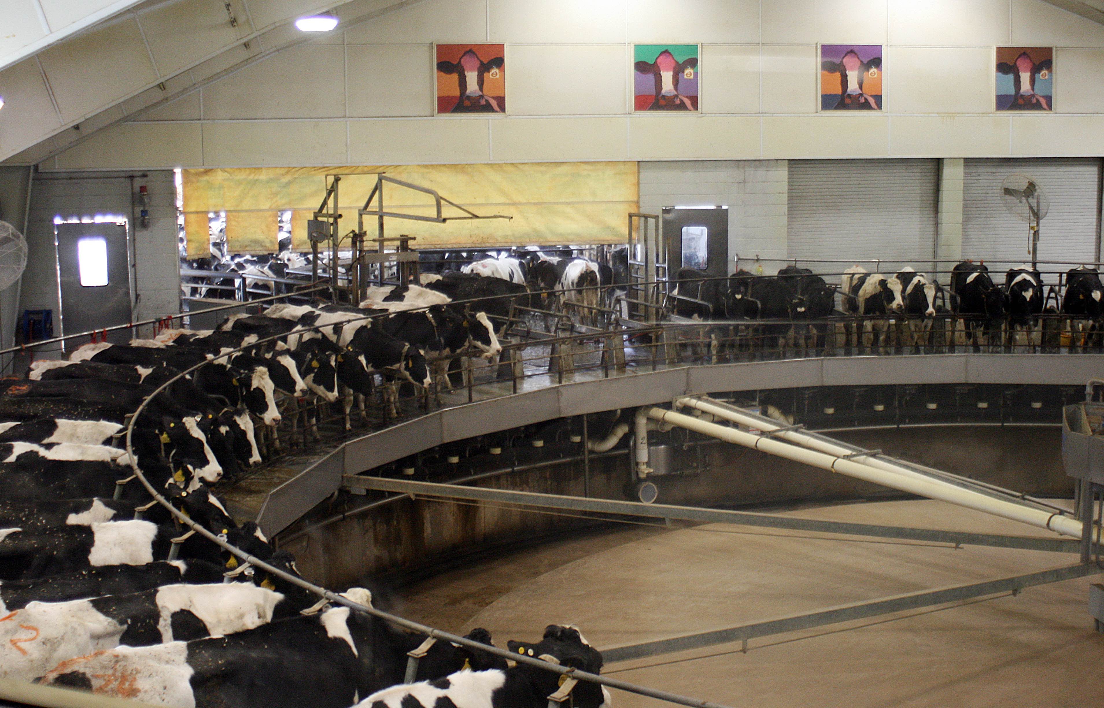 industria-leche-queso-vacas-fabricas-calentamiento-global-contaminacion